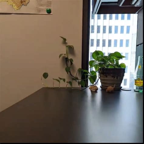 500 Days ago today I bought a pothos and started taking a picture of it ...