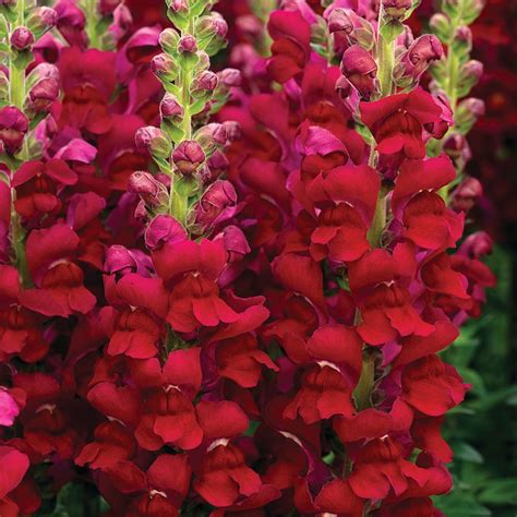 Red Snapdragon Flowers
