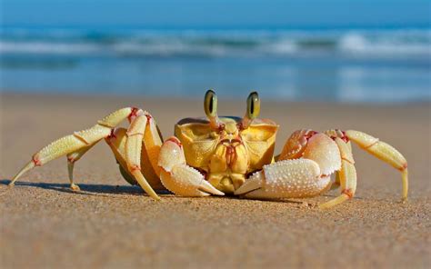 crabs, Sand, Beach, Animals, Crustaceans Wallpapers HD / Desktop and ...