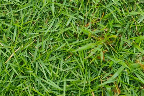 Amazoncom Zoysia Grass