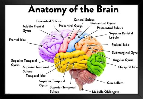 Labeled Brain Anatomy Diagram VEVOR Human Brain Model Anatomy Teaching