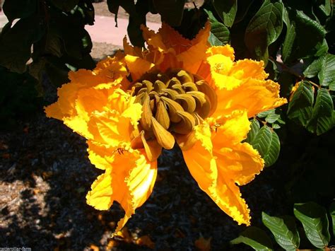 Golden yellow African Tulip Tree Flower 25 Seeds, Spathodea campanulata ...