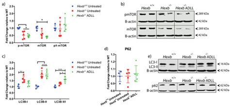 Beneficial Effects of Acetyl-DL-Leucine (ADLL) in a Mouse Model of ...