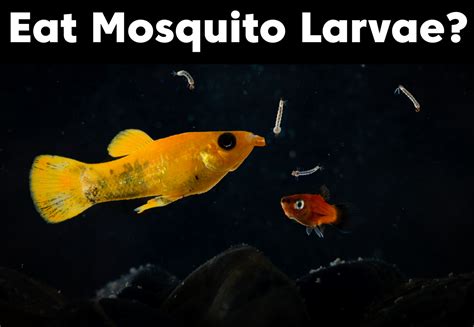 Will Pond Fish Eat Mosquito Larvae? – Fish Tank Setups