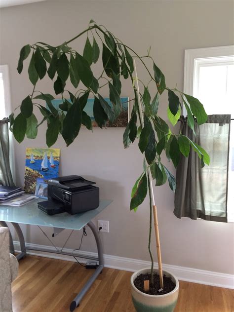 fruit trees - How should I prune a large indoor avocado plant? - Gardening & Landscaping Stack ...