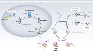 Small Activatingrna 的图像结果