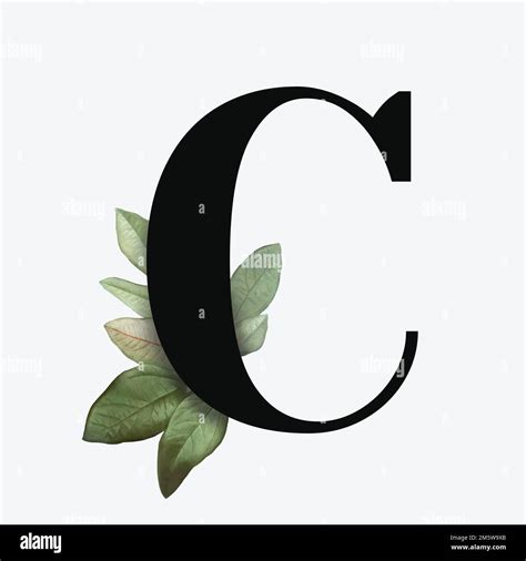 Botanical capital letter C vector Stock Vector Image & Art - Alamy