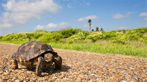 Image result for Automatic Slowing Down Systems