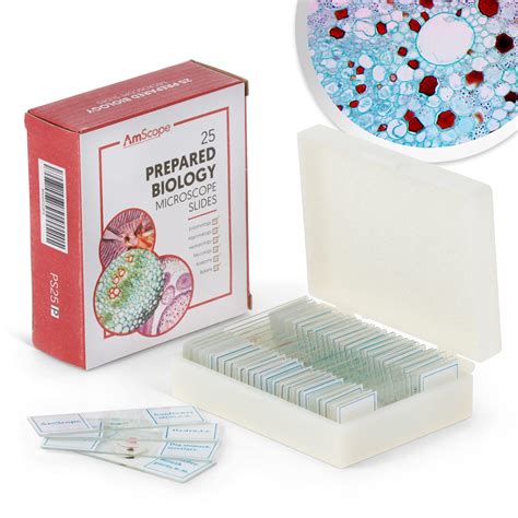 Buy Am PS25P Prepared Micro Slide Set for Basic Biological Science ...