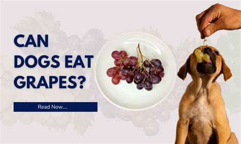 Can Dogs Eat Grapes? | Everything You Need to Know – Pooch Ooze