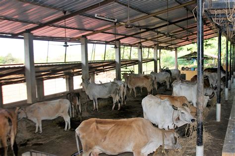 Homes Of Cow