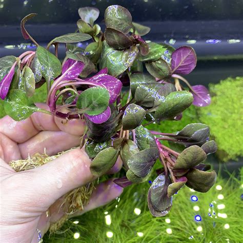 Lobelia Cardinalis (Cardinal Plant 'Dwarf') - BUY3GET1FREE - Live ...
