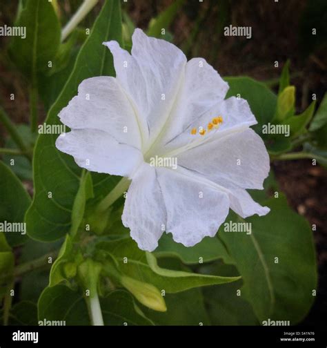 The Four o’clock flower (Mirabilis jalapa), Catalunya, Spain Stock ...