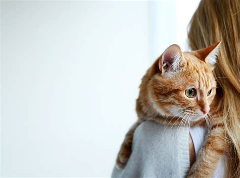 FAQ | Leader Heights Animal Hospital