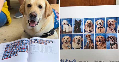 14 Chiens de thérapie d’une école américaine ont une page dédiée dans l ...
