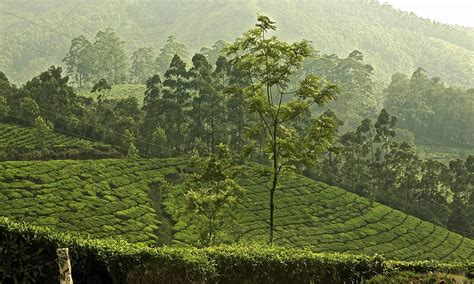 Image result for Assam Language