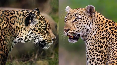 What's the difference between a leopard and a jaguar? | Live Science