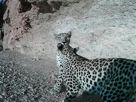 Arabian Leopard's Range Expands Northward in Oman: Study Reveals New ...