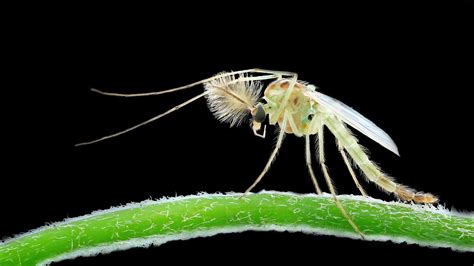 No-See-Ums: Behavior, Habitat and Tips for Control