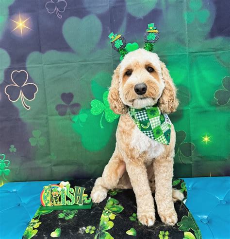 Tilt Pet Spa. (@tiltpetspa) • Instagram photos and videos