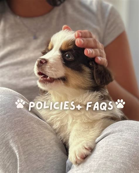 Puppy Yoga Los Angeles (@puppiesyogalosangeles) • Instagram photos and ...