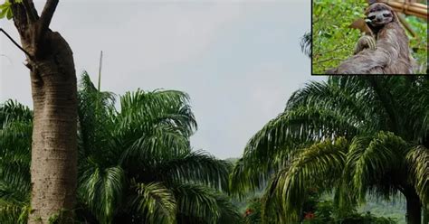 Virus with 'no cure' spreading in popular Caribbean vacation hotspots ...