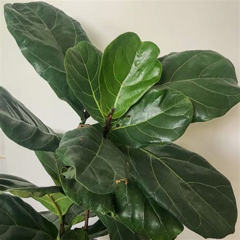 Monstera Borsigiana 'Albo' Easy Indoor Plant Care Guide