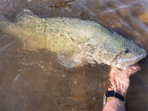 2023 Murray Cod, Crayfish Season Ends in NSW | Mirage News