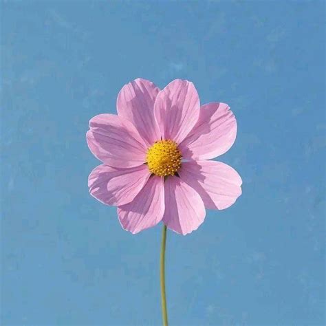 Techno Iry 的图像结果