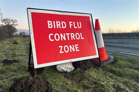 Bird owners in North Yorkshire urged to help prevent spread of avian influenza