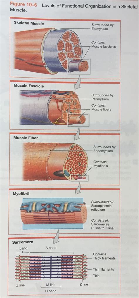 Image result for Skeletal Muscle Functional Unit
