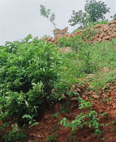 बांसवाड़ा के गांवों में घूम रहे जरख और पैंथर, लोगों ने बनाए वीडियो ...