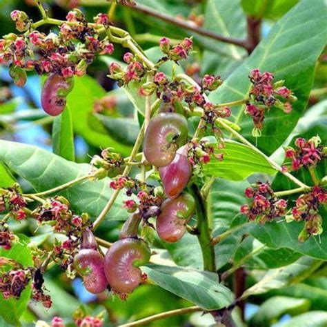 Cashew Live Plant, Kaju Nut Fruit Tree, Anacardium Occidentale, Organic ...