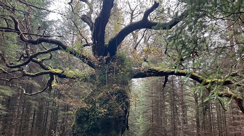 Amazing oak in Scotland named Tree of the Year - BBC Newsround