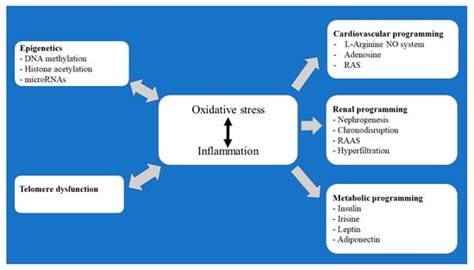 Antioxidants | Special Issue : Oxidative Stress Markers and Endothelial ...