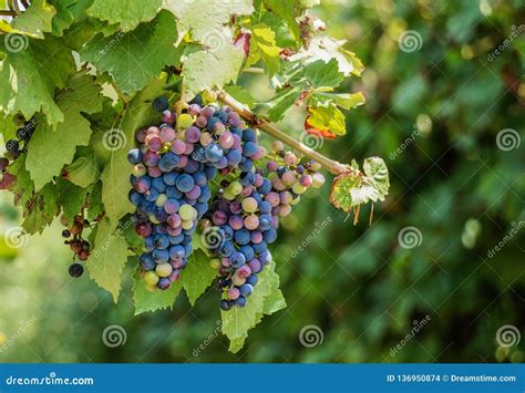 Grapevines on the Grapevine Stock Photo - Image of closeup, nature ...