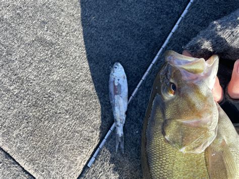 What Do Bass Eat? A Complete Guide to Bass Diet and Feeding Habits ...