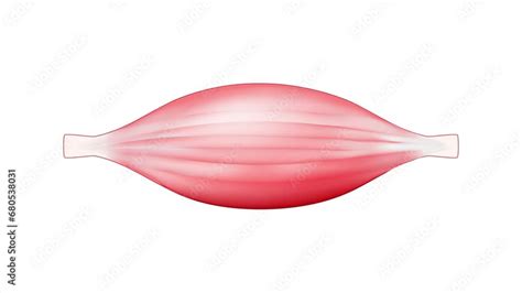 Image result for Mucscl Contraction Animation