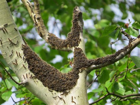 Forest tent caterpillar - Gardening at USask - College of Agriculture ...