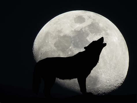 Wolf Moon Howling
