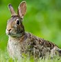 Image result for Photograph of Four Wild Baby Bunnies Together