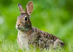 Image result for Wild Baby Bunny Looks Dehydrated