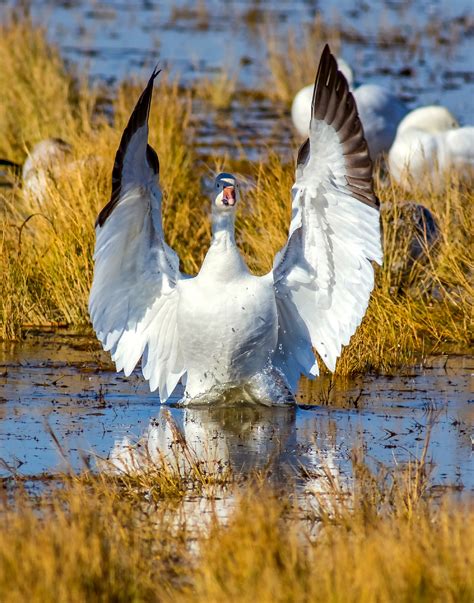 Snow Goose Numbers 的图像结果