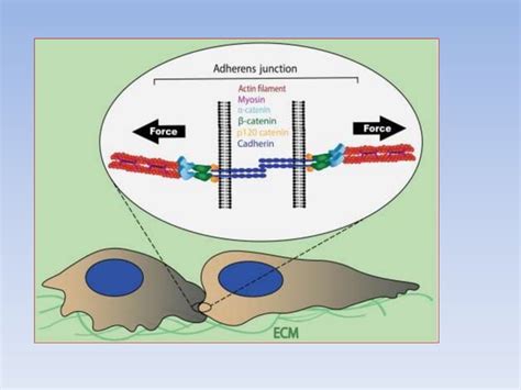 Cell-Cell Interaction 的图像结果