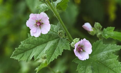 DIY Gastritis Soothing Elixir - The Lost Herbs