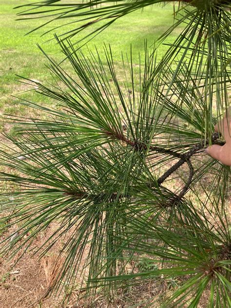 Loblolly Pine, Pinus Taeda? : r/Tree