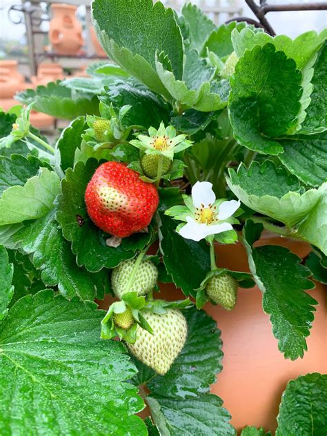 Image result for Spring Planting Program