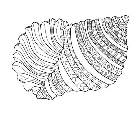 Image result for Shell Shape Coloring