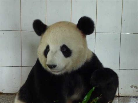 Giant Panda Jin Zhu 大熊猫 "锦竹" (Female) Stud No.437 Download this stock ...