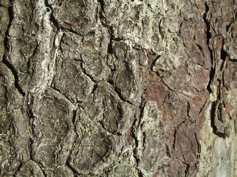 Woven Wonders from Nature’s Embrace: Discover the Art of Tree Bark Baskets